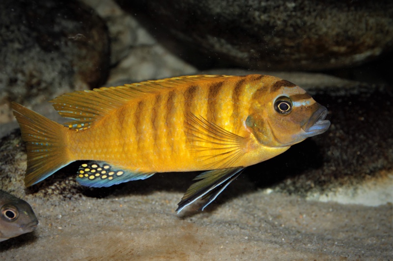 Maylandia sp. 'zebra gold' Lion's Cove